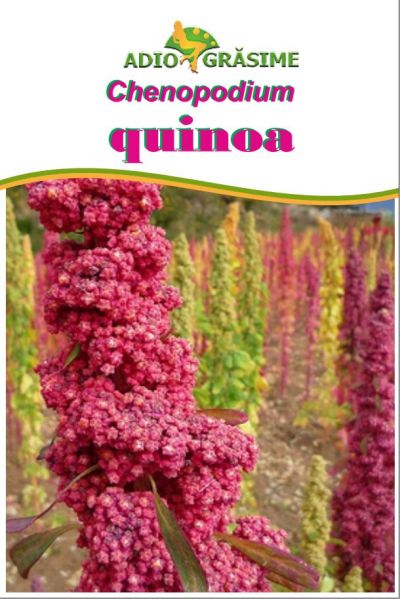 Quinoa alba    - 400